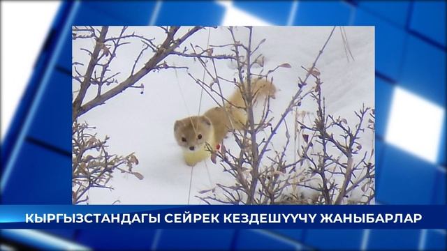 Кыргызстандагы сейрек кездешүүчү жаныбарлар смотреть онлайн