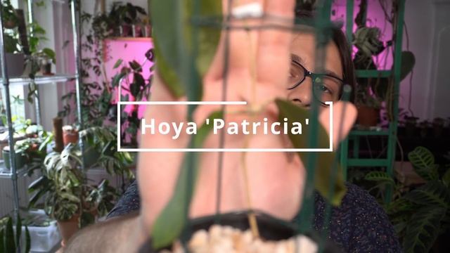 Massive Hoya Haul | 40 New Hoyas! смотреть онлайн