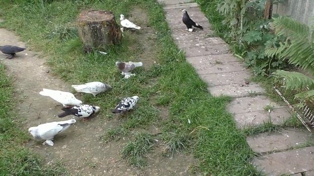 ГОНЯЕМ ГОЛУБЕЙ ДРУГА   РАЗГОВОР О ГОЛУБЯХ #pigeons##Tauben##աղավնիներ##göyərçinlər##көгершіндер