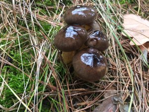 ❗️10 видов грибов, которые мы собираем в ноябре❗️ 08.11.2023 г. Курская область❗️