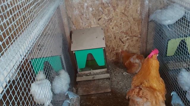 безмерное кормление кур несушек проблемы бункерной кормушки