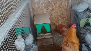безмерное кормление кур несушек проблемы бункерной кормушки