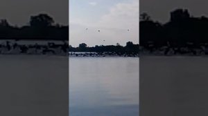 Тысячи бакланов едят и просто убивают рыбу