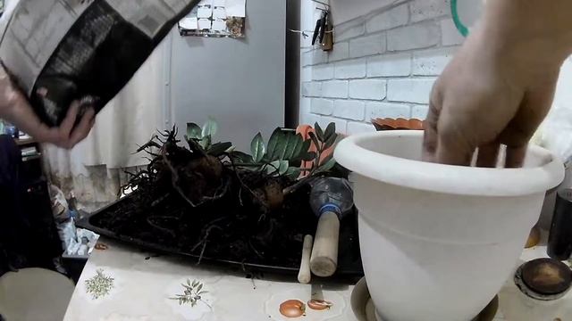 Замиокулькас смотреть онлайн