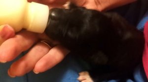 как кормить новорожденного щенка