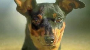 Карликовый пинчер (миниатюрный пинчер,цвергп́инчер).О породе собак.