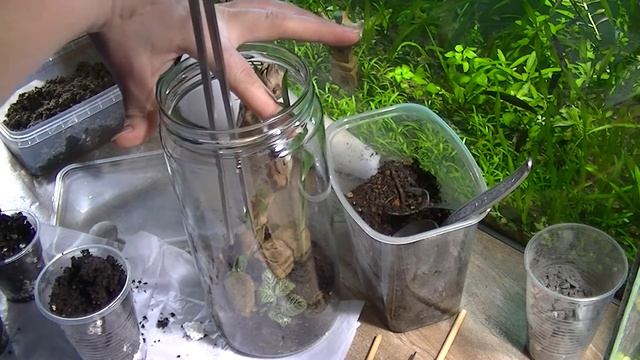 Флорариум своими руками. смотреть онлайн