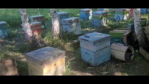 Шикарный мед с акации. Первый медосбор 2022г.