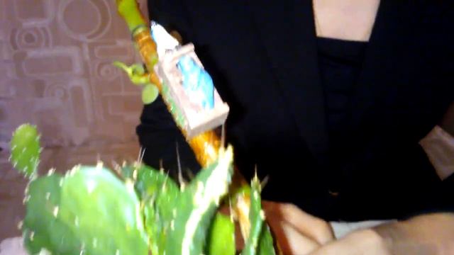 Мои комнатные растения. Мини-сад в цветочном горшке смотреть онлайн