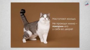 Буква – cтрока – текст. Когда текст и изображение вместе. ИЗО .7 класс