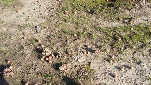 Как выращивают фундук в Америке. Промышленное выращивание фундука