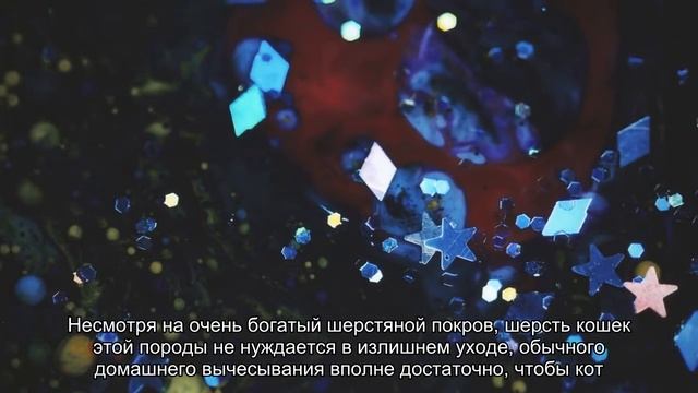 Породы черных кошек