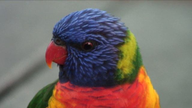Exotic Birds | Australia's Rainbow Lorikeet смотреть онлайн