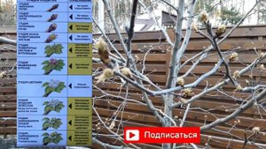 2 обработка сада  весной.Напоминание.Препараты Строби+Актара.Дача.Сад.Профилактика болезней сада.