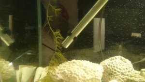 Мальки Гурами 1 день