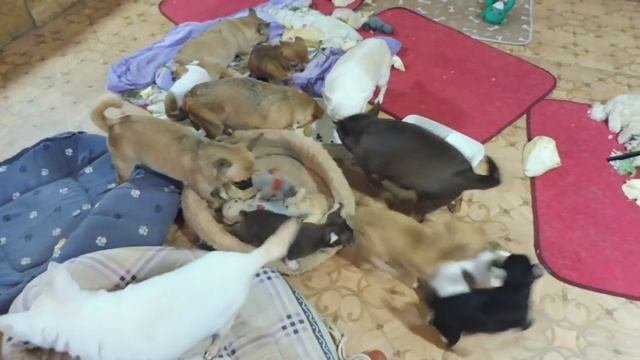 ПРОДАЮ Щенков породы ЧИХУАХУА 18 / 03 / 2022 года Санкт - Петербург / питомник РКФ Мари Мистик смотреть онлайн