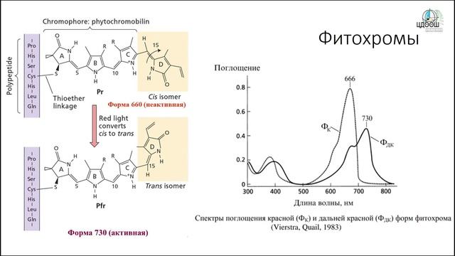 Фактор 21