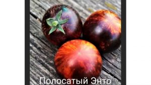 Томаты гномы из серии Dwarf- на сезон 2023 (14 сортов)