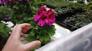 Почему МЕЛЬЧАЕТ ЛИСТ у Пеларгонии(герани)?