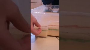 Кукурузный +Картофельный крахмал = ?