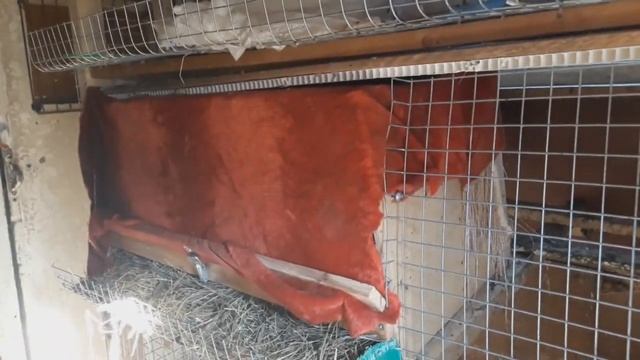 Ломан Браун 7 мес // первые результаты// куры несушки смотреть онлайн