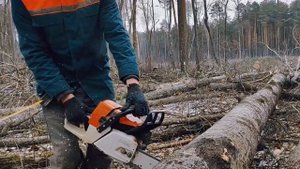 Как правильно выполнять запил осины бензопилой Stihl