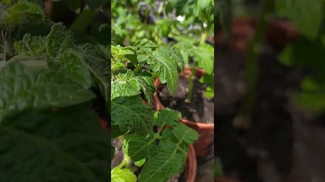 Томаты комнатные карликовые Mini Bell смотреть онлайн