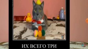 МУД КОТИНЕТ
