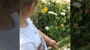 Любит-не любит,гадаем на ромашке