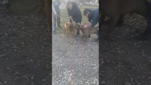 Бои Питбуля#Бой#Питбуля#захват#Питбуля#Чеченская#республика#Грозный#Дагестан#Инг#Ильяс#джамалдаев