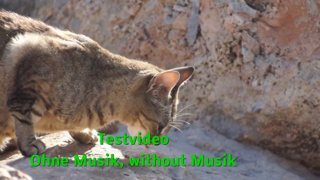 Sony alfa 77, Autofokustest смотреть онлайн