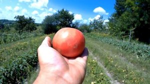 розовые детерменантные томаты вернер вермилион пинк свитнес,  пинк буш торбей  тарпан