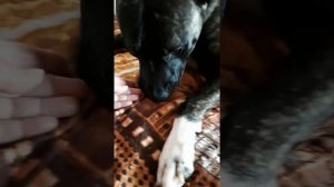 Если собака сломала коготь: что делать?