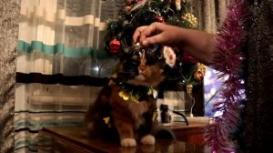 Наряжаем ёлку.