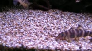 Боции и улитки покемоны0261