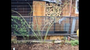 Роза Фламментанц - 4 безоговорочных плюса!