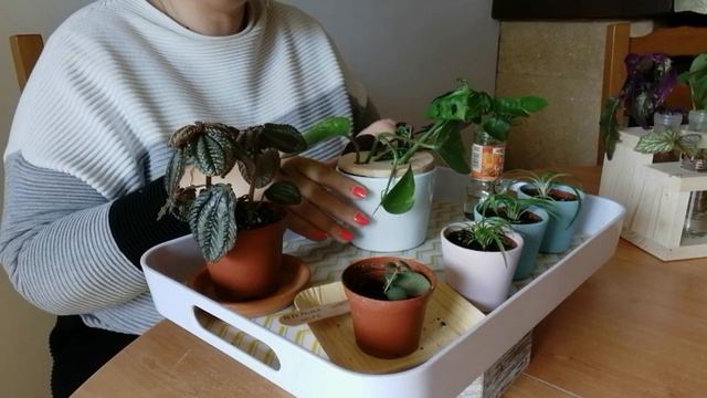 BOUTURES TOUR🌿- Organisation de mes boutures en cours- Ma Station de Bouturage- смотреть онлайн