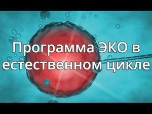 Программа ЭКО в естественном цикле | Клиника ЭКО «АльтраВита»