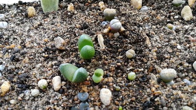 Литопсы и кактусы. Мои сеянцы. смотреть онлайн