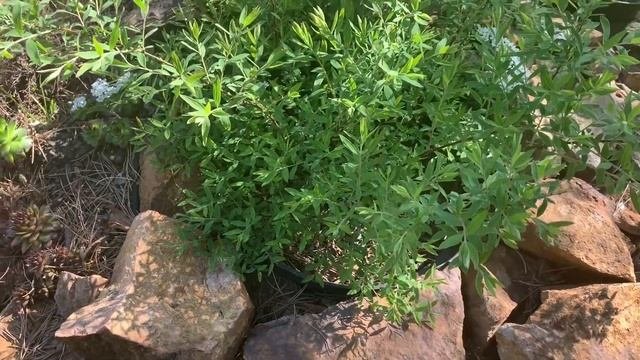 3 ЭФФЕКТНЫХ ДЕКОРАТИВНЫХ КУСТАРНИКА! РЕКОМЕНДУЮ!