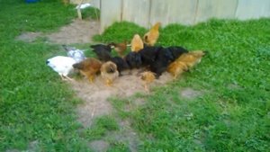 Куры-молодки (Кучинские, Адлерские, Московские)