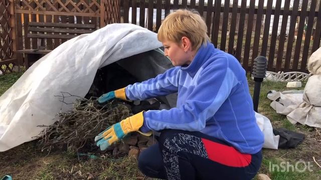 Роза на штамбе после зимы смотреть онлайн