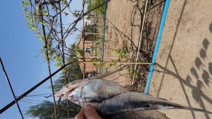 Итоги рыбаолчки.Волга-2024🐟