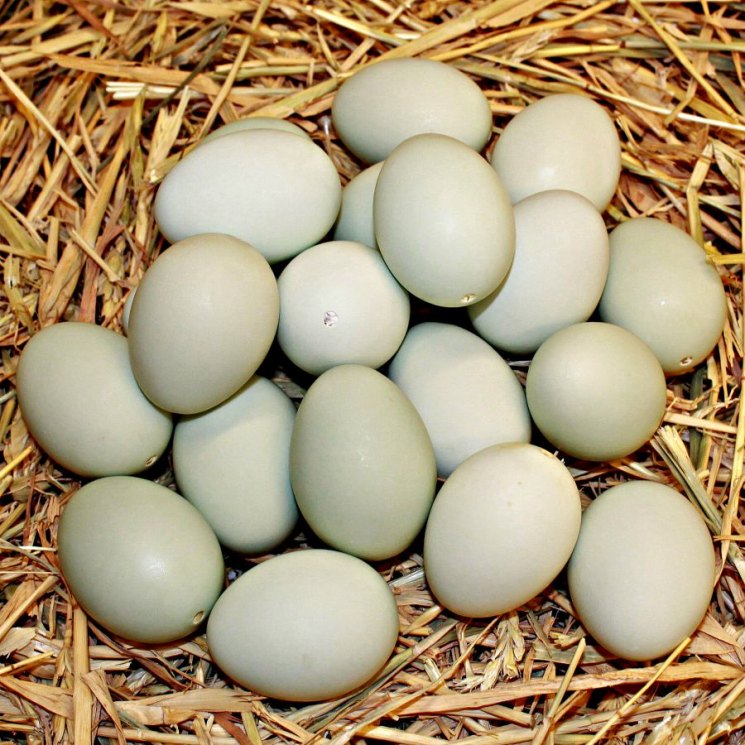 Забирать из гнёзд первое яйцо Московской утки (шипуны) или нет? Мои личные наблюдения и опыт