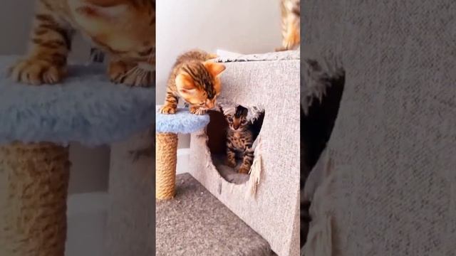 жизнь котят, обустройство для котеек, наш бенгальский прайд
