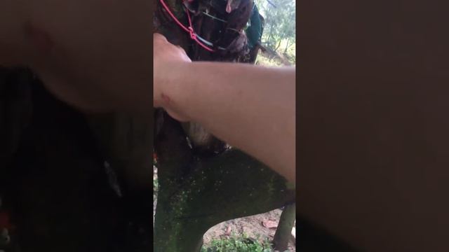 Orchid coccoloba смотреть онлайн