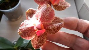 Это орхидея бабочка? Что у меня расцвело? Phalaenopsis Miro Sun 'Miro ' x Yaphon Goldrose 'Yaphon'