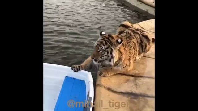 ТИГР И АЛАБАЙ | TIGER VS CENTRAL ASIAN SHEPHERD DOG #Shorts