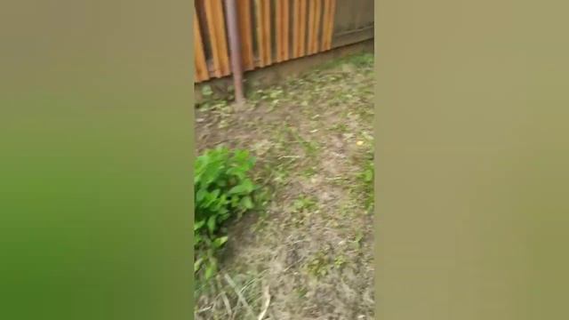 обзор дачного участка #дача #обзоручастка #обзор #обзордачи