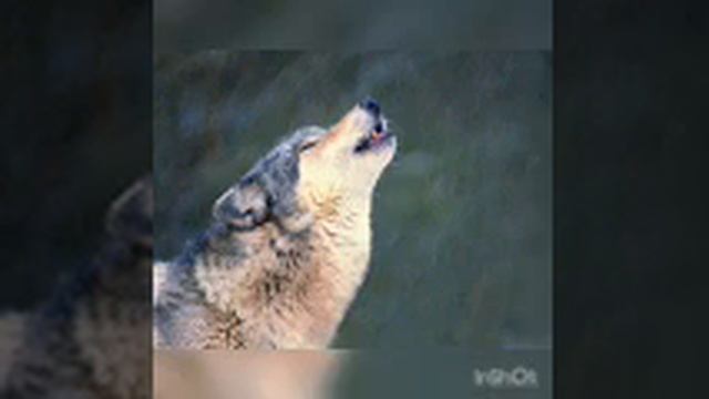 История про волка и волчицу смотреть онлайн